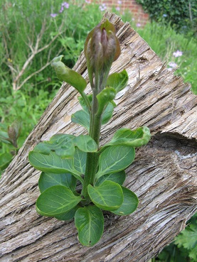 Top shoot on lopped lilac trunk