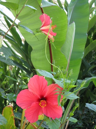 Flowers and banana plant, Palm House, Sefton Park, Liverpool