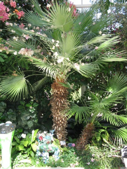 Palm in the Palm House, Sefton Park, Liverpool