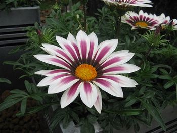 Gazania Daybreak Rose Stripe