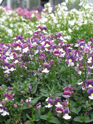 Nemesia Lady Scented, Nemesia Vanilla