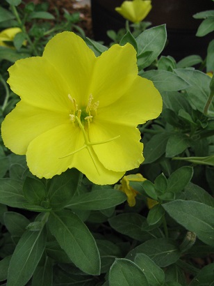 Oenothera Gold Dream