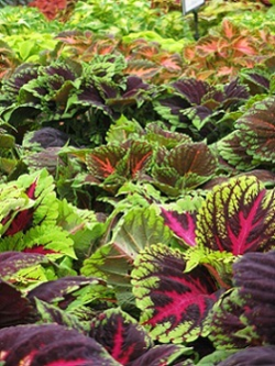 Coleus varieties