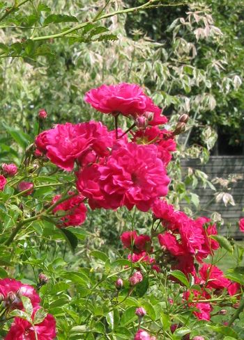 Excelsa rose against pink leaved plant