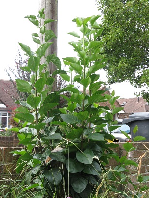 Lilac tree bushing out, August 2014