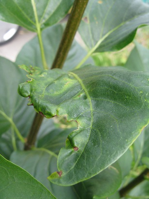 Sign of some virus infection in lilac leaf