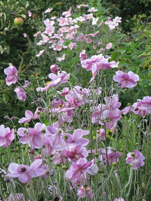 Autumn or Japanese anemones