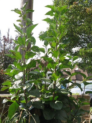 Lilac in September