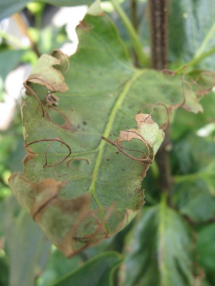 Lilac leaf brown round edges