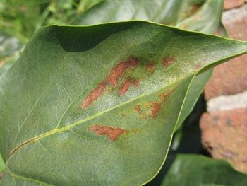 Lilac leaf browning for autumn