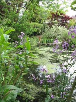 Pond and stream at Rose Cottage