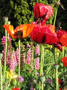 Poppies and lupins