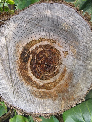 Markings on lilac trunk