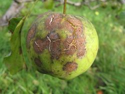 Apple with scab, cracked skin