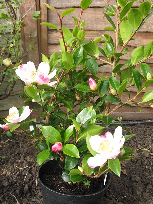 Camellia sasanqua Rainbow