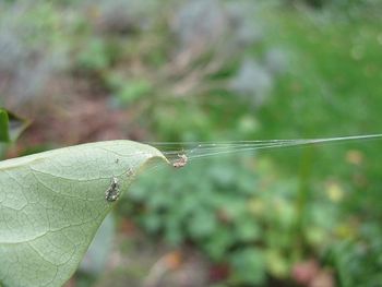 A spider has found the lilac a useful binding point