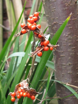 Iris foetidissima, Stinking Iris berries