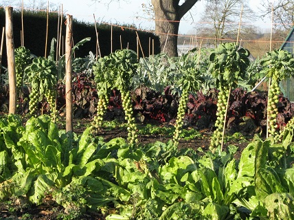 Brussels Sprouts, Veg Garden, Wisley, December 2014