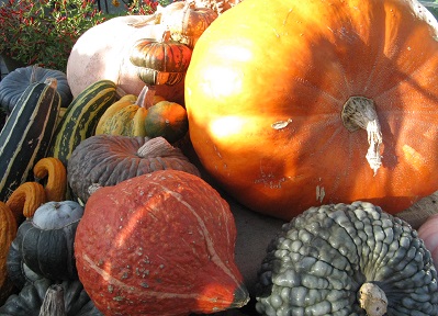 Pumpkins and squashes at Wisley, December 2014