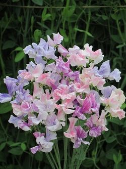 Sweet Pea Tiller Girls from Mr Fothergills