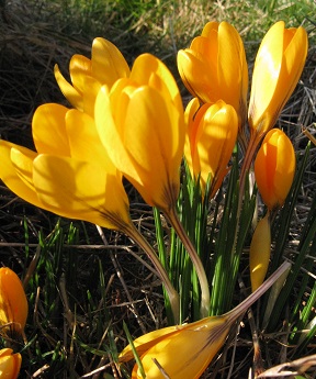 Golden crocuses