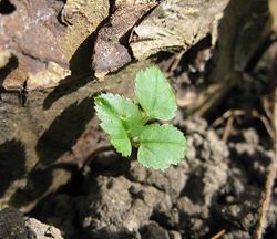 A young shoot of ground elder