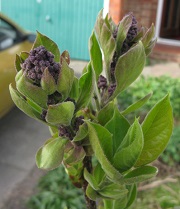 More lilac flowers 2015