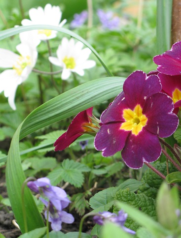 Spring corner, polyanthus, anemone, violets