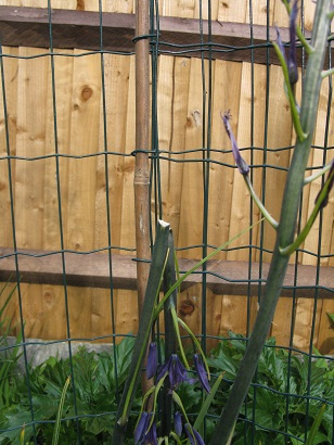 Camassia flower snapped off