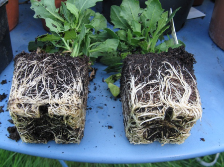 Osteospermum grown in SHL and Sylvagrow compost