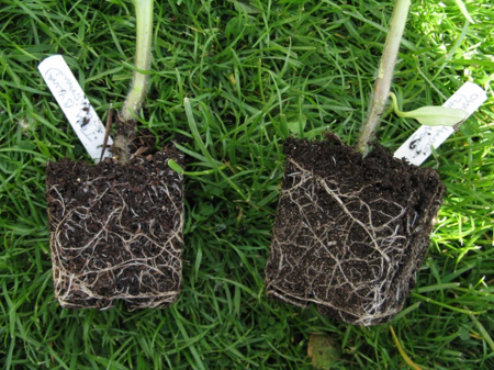 Tomatoes grown in Sylvagrow (left) and SHL (right)