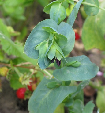 Cerinthe Major Purpurescans with strawberries 2