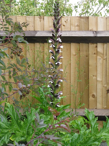 Acanthus mollis, July 2015