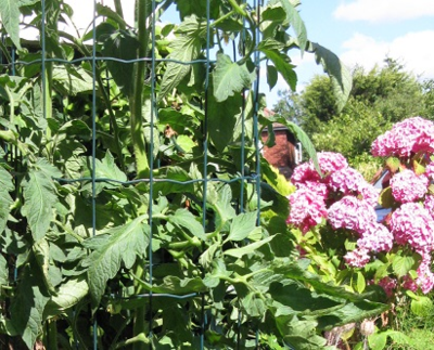 Cages Gigantomo tomato plant