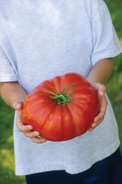 Gigantomo, giant tomato, Credit Van Meuwen