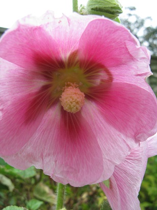 Pink hollyhock, stripy effect