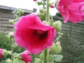 Pink hollyhock