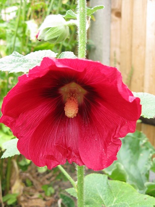 Red hollyhock