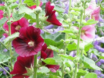 Wine and pink hollyhocks against hebe