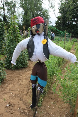 Pirate Scarecrow, 3rd in Mr Fothergill's scarecrow competition 2015