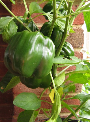 Peppers on front porch