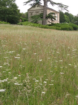 Wildflower Meadow by Dan Pearson, Compton Verney, 2015 Wildflower Meadow by Dan Pearson, Compton Verney, 2015