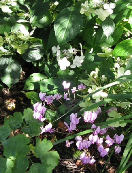 Lace-cap hydrangea and cyclamen