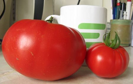 Gigantomo tomatoes vary in size