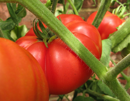 Gigantomo tomatoes on vine