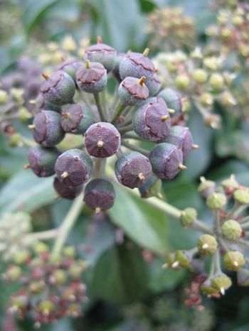 Ivy fruit ripening