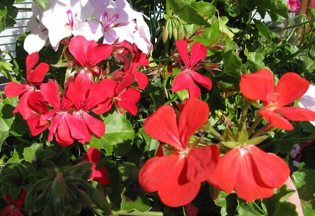 Climbing Geraniums from Vernon Geranium Nursery