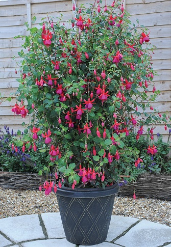 Fuchsia Pink Fizz from Thompson and Morgan's website