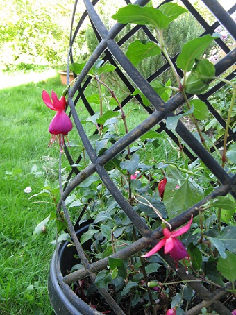 Climbing fuschia from Thompson and Morgan