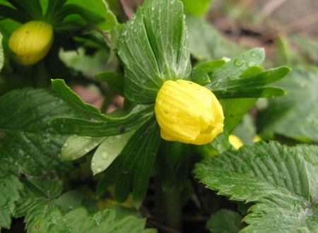 Winter aconite, January 2016